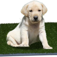 Dog Potty with Artificial Grass-Reusable 3-Layer Synthetic Training Tray That Acts Like a Dog Litterbox-Fake Grass That Dogs Prefer Over Dog Pee Pads or Puppy Pad