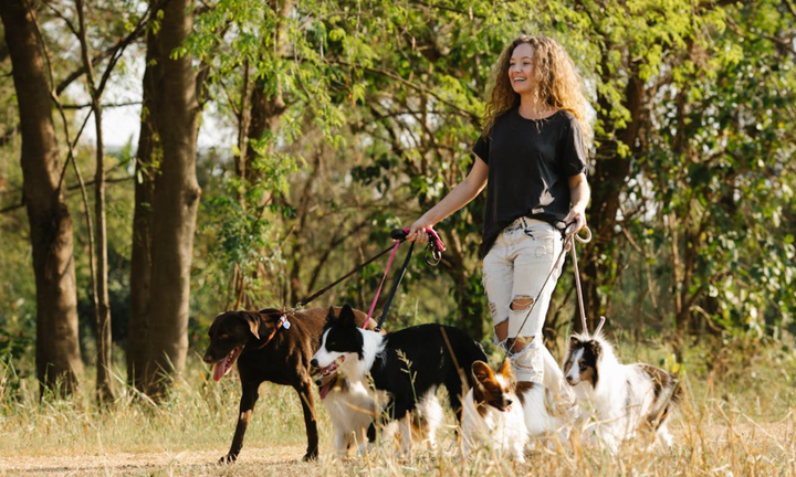 Major Breed Groups and What to Expect