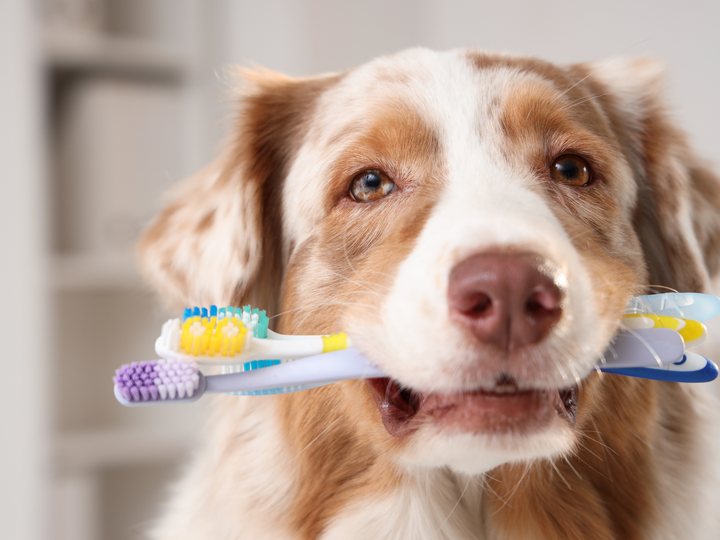 Pet Dental Care